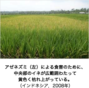 アゼネズミ(左)による食害のために、中央部のイネが広範囲わたって黄色く枯れ上がっている。(インドネシア,2008年)